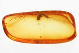 Fossil Parasitic Wasp and Dark-Winged Fungus Gnat In Baltic Amber #328129-1